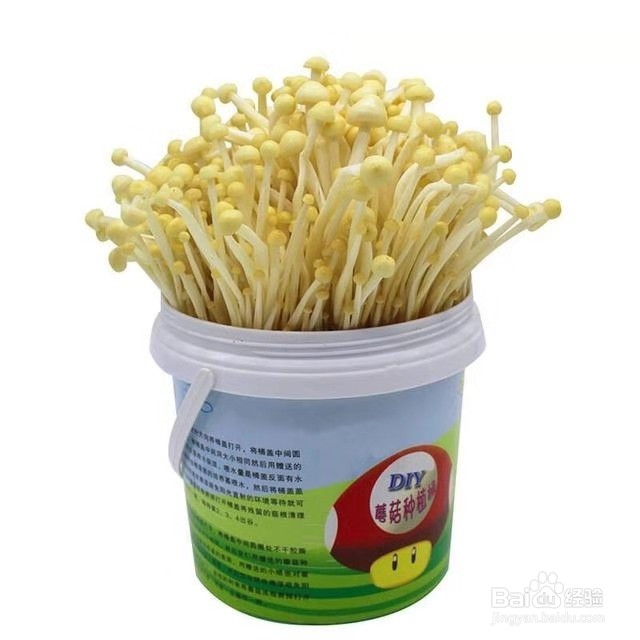 金针菇的根系不要扔,又能获得新鲜的金针菇!