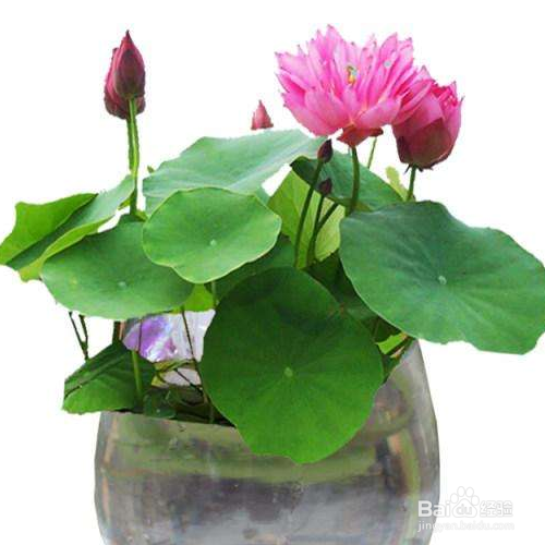 家养的碗莲不开花怎么办?