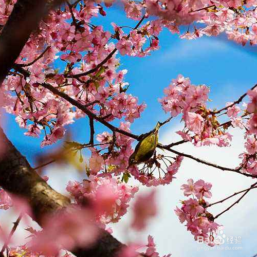 东京樱花的培育方法和注意事项