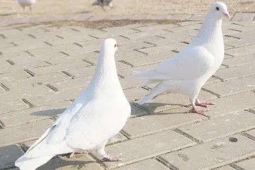 鸽子在窝里咕咕叫是什么意思