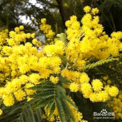 在日常生活中该如何养殖金合欢？