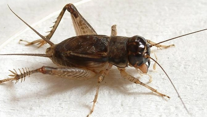 南方那几个省,蟑螂最多