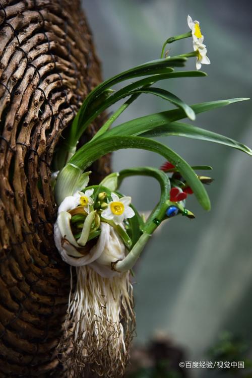 怎麼簡單的介紹水仙花