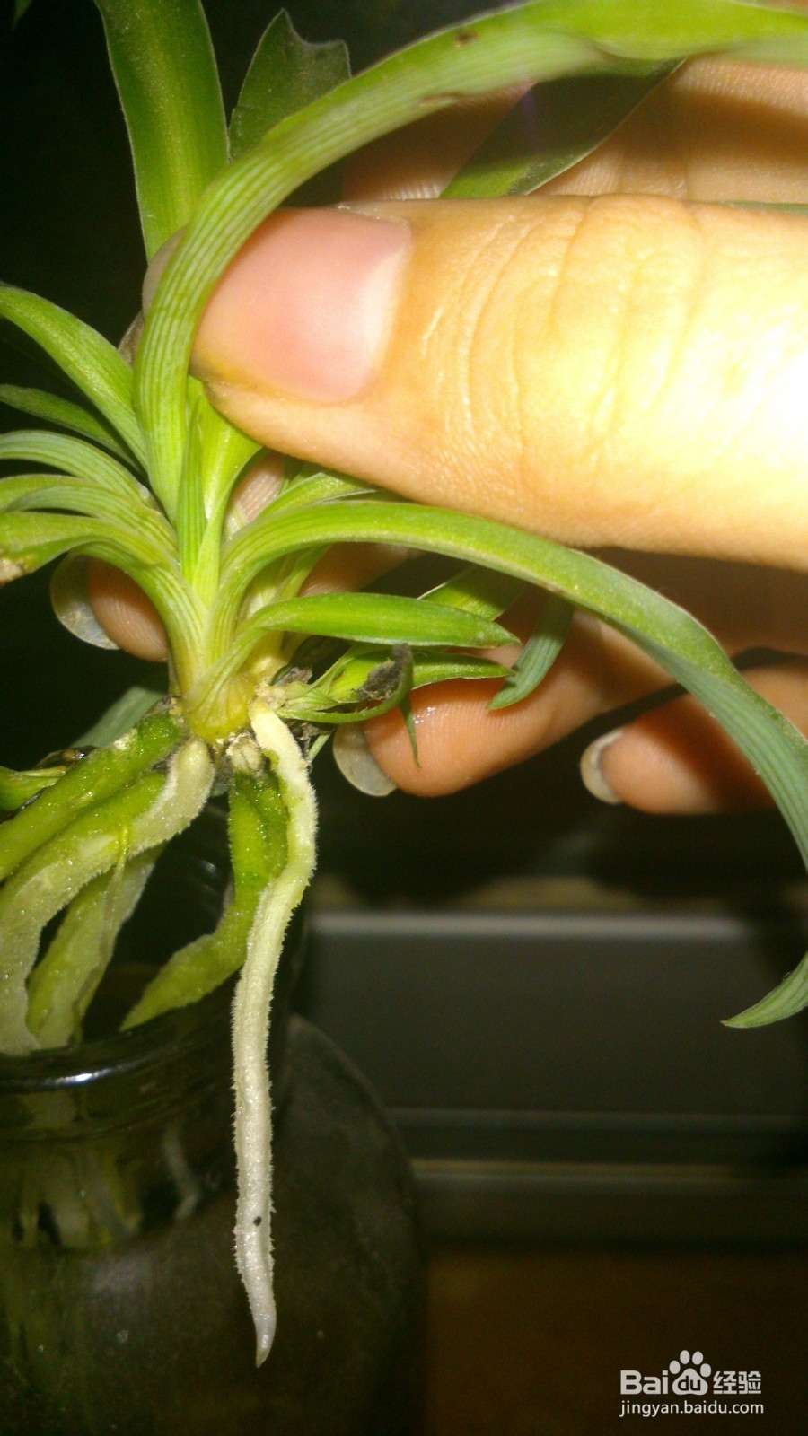 小植物让生活充满生机