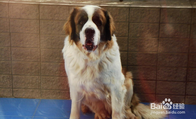 圣伯纳的养护知识