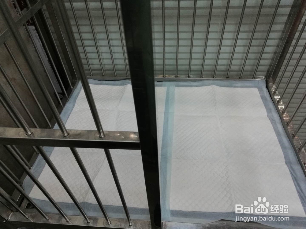 公猫绝育术后护理要点