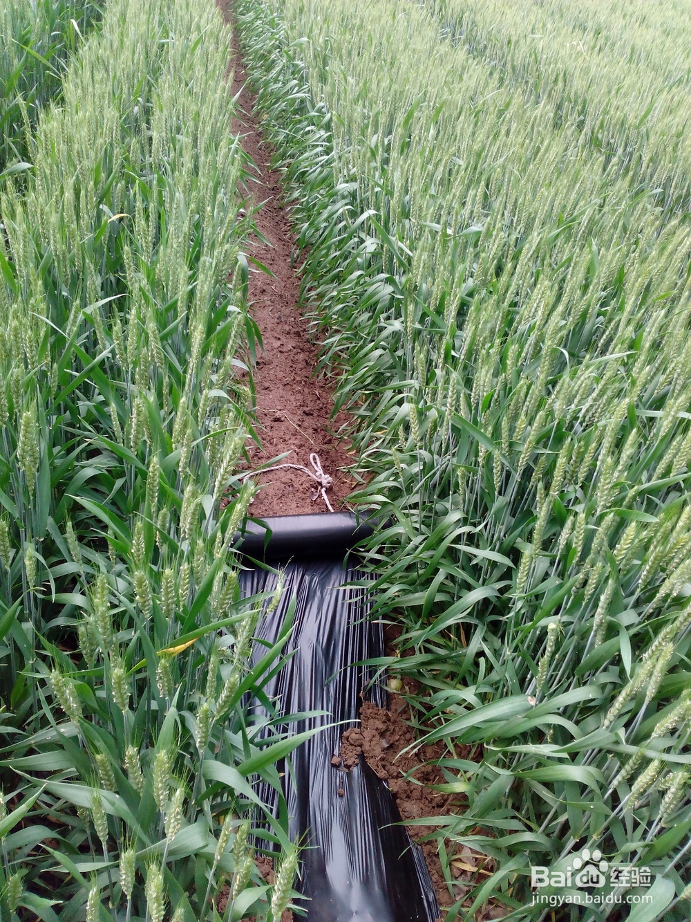 如何栽种西瓜苗