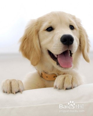 怎么给宠物狗幼犬断奶