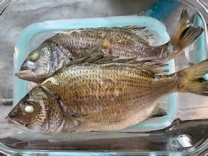 怎么做超级无敌好吃无水五花肉煎焗海立鱼