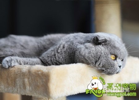 哪些营养元素可以让猫咪的皮毛变的有光泽