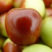 秋冬吃枣有说法