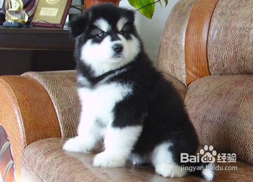 为宠物狗狗梳理毛发的正确的方法