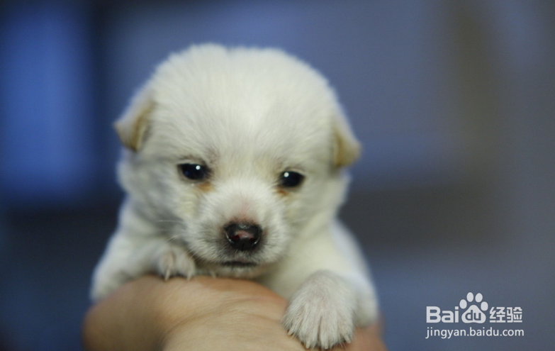 小狗胆小怎么办