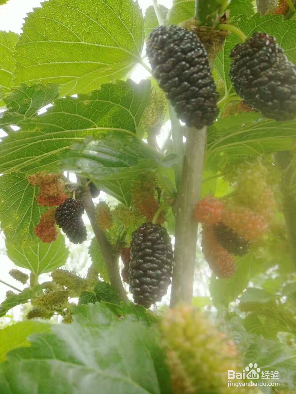 桑葚烘干机的作用,桑椹烘干机的使用