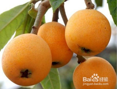 夏秋交替如何调理搭配饮食