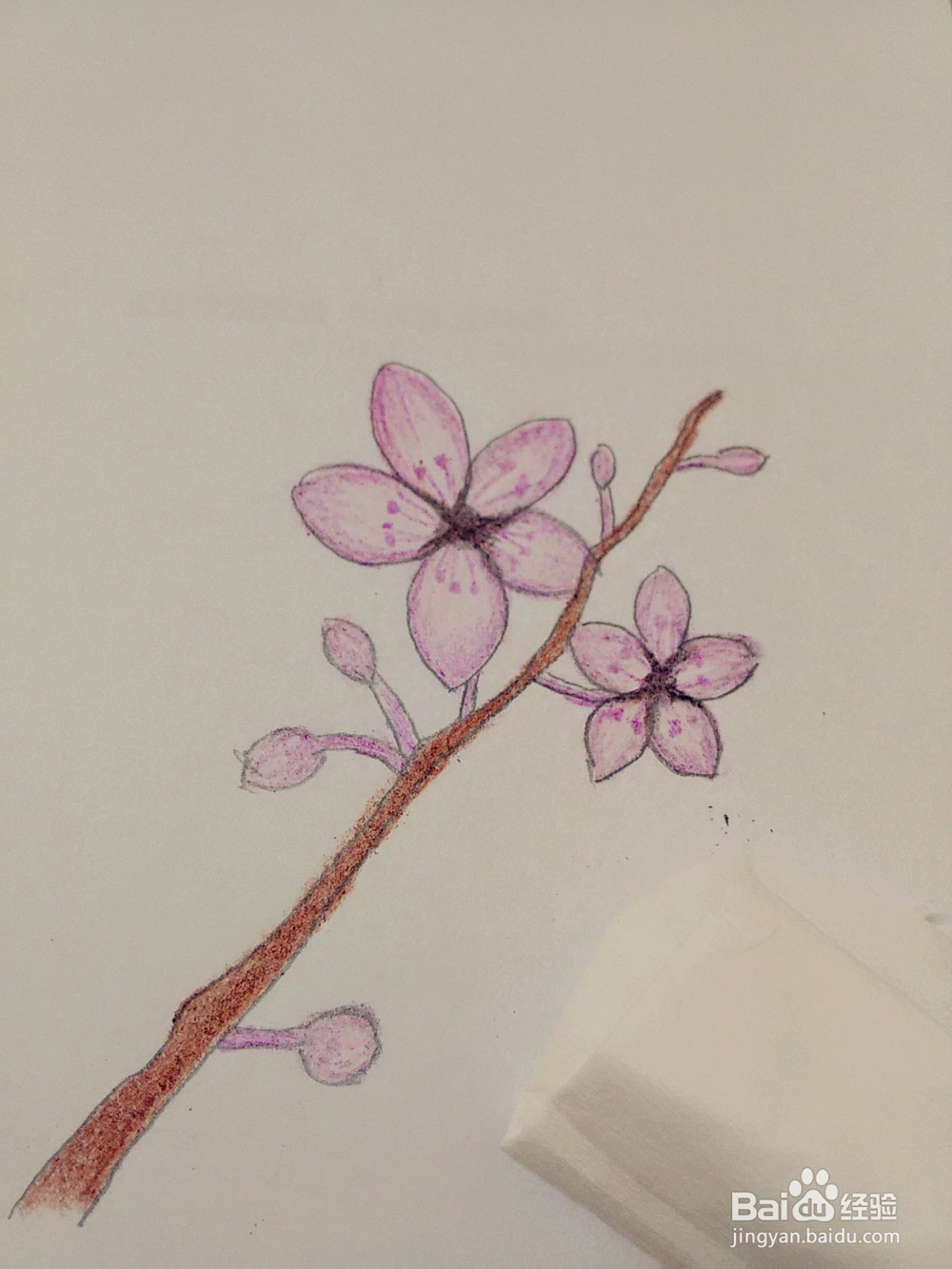 水溶性彩铅画樱花教程