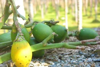 南瓜子给孩子打虫具体方法和实践