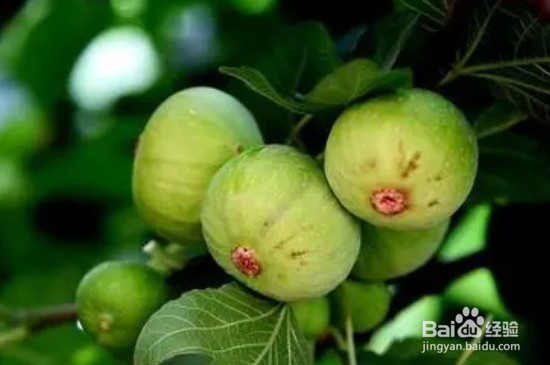 无花果不结果怎么办