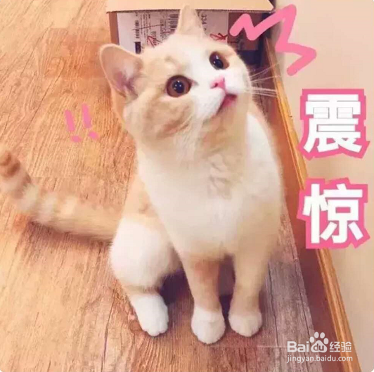 一到假期我的猫该怎么办呢