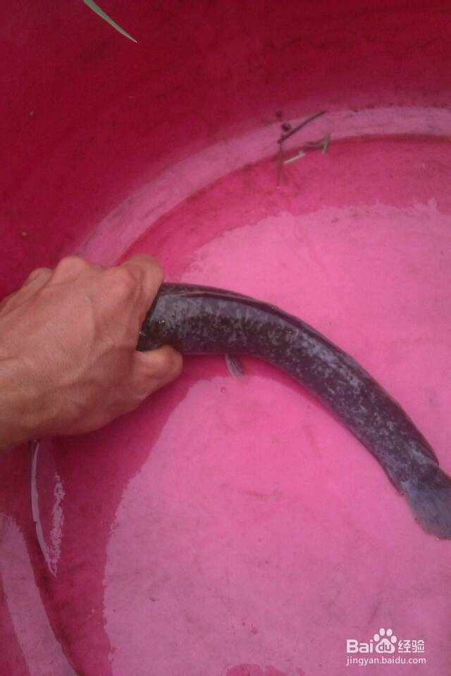 教你钓到鱼后怎样徒手抓塘角鱼和鲶鱼不伤到手