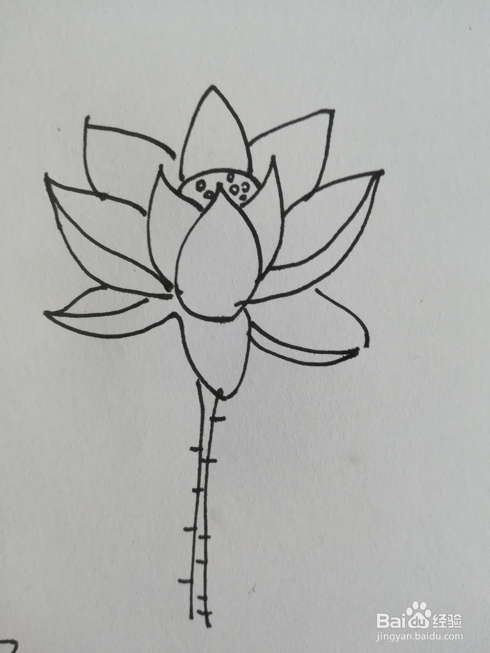 怎么画荷花的简笔画，荷花的简笔画