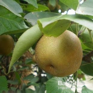 黄金梨树如何修剪