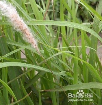 怎样用我们身边即有的物品治疗伤风着凉和上火？