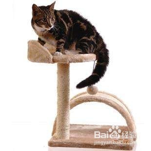 猫咪怎么驱虫？