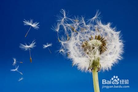 如何选择护肝的食材