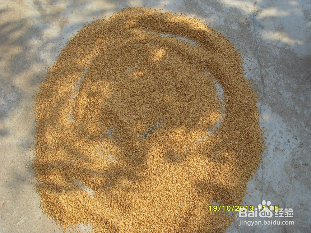 小麦的种植技术