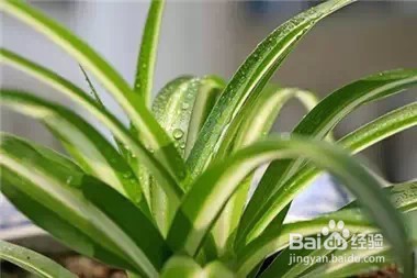 家里常养这些植物 身体会越来越棒