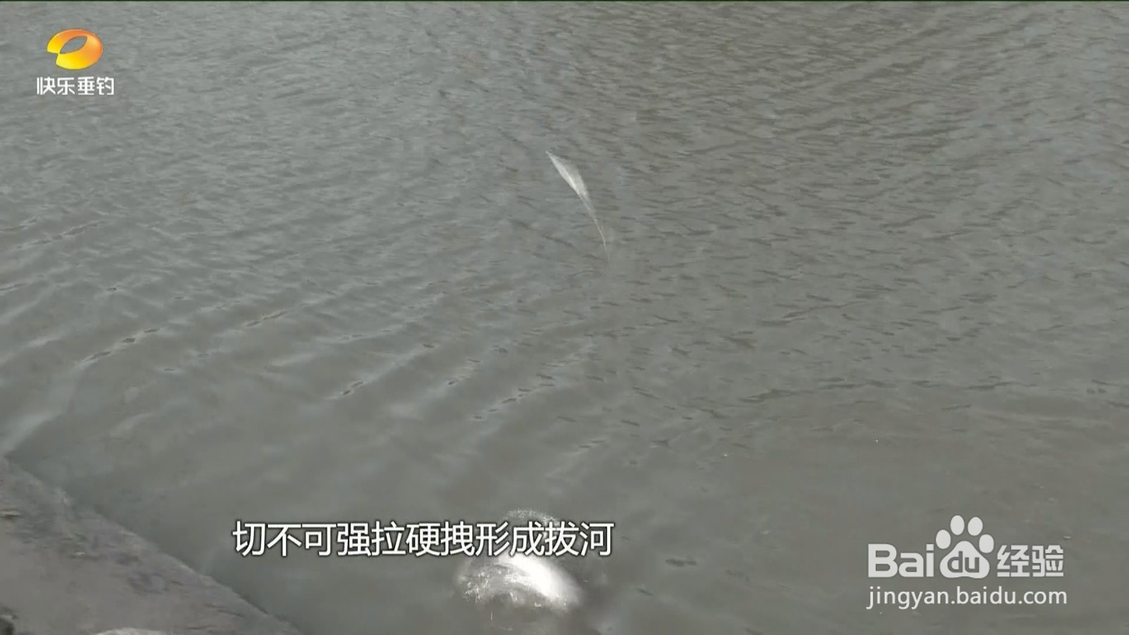 夏钓青鱼,如何正确识别上鱼信号?
