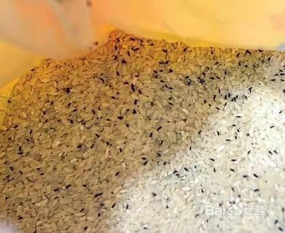 怎样去除米面的小黑虫