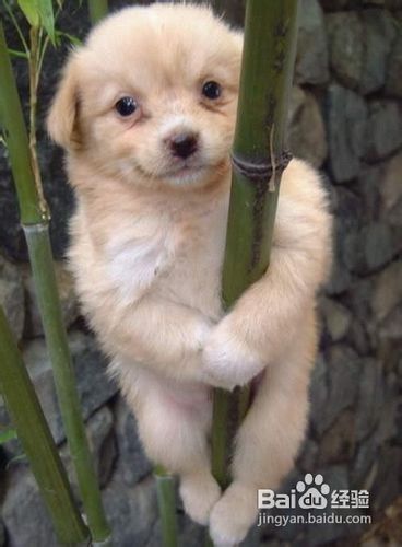 如何训练狗狗大小便