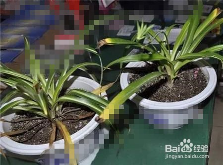 吊兰烂心如何抢救