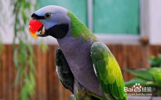 大绯胸鹦鹉怎么养