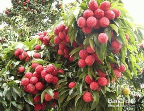 水果有那些品种