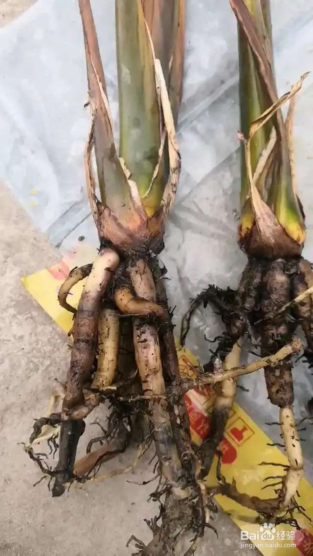 养花先养根,根系壮了,花才长得更好