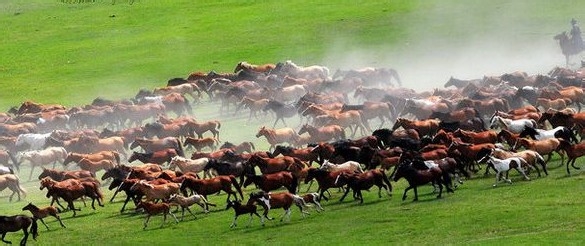 端午我们一起去呼伦贝尔草原、骑马驰骋大草原