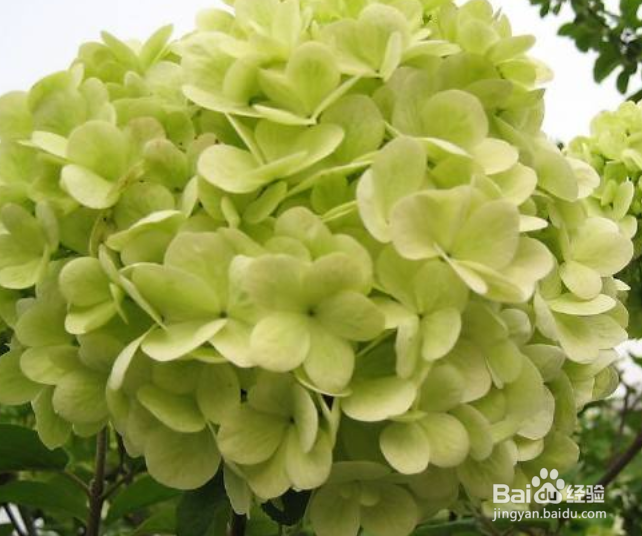 绣球花开花期间怎么施肥