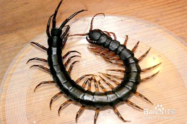 怎样使用蜈蚣?--------中药的使用