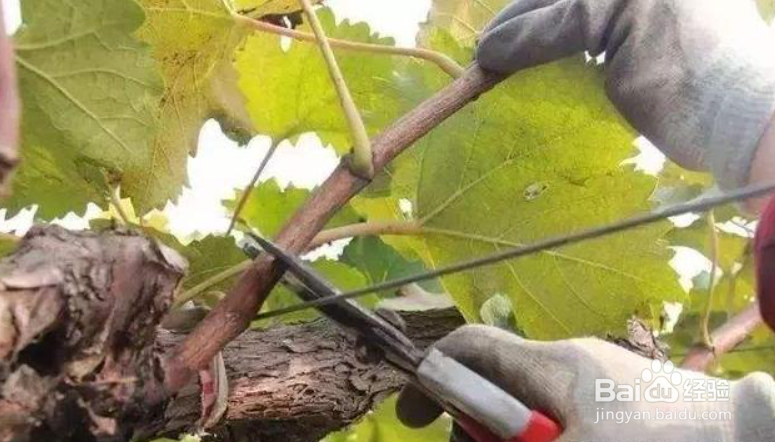 新栽的葡萄苗第一年怎么管理