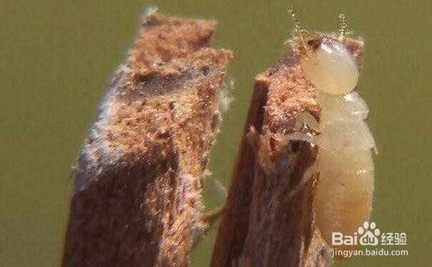 喷粉法灭白蚁的操作方法