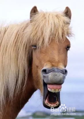 怎么看马的年龄顺口溜