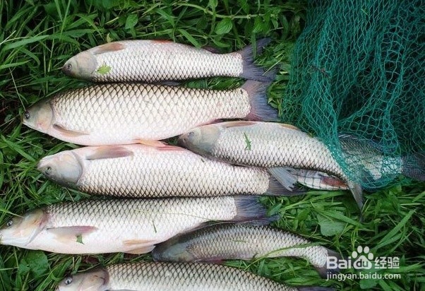 夏季如何钓草鱼