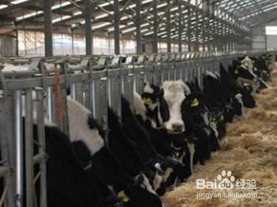 动物的家名称大全 百度经验