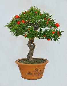 适合办公室的小植物