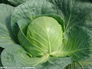 Taimeopt:吃货福利:如何靠吃提高视力