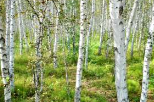 白桦林景区怎么游玩?