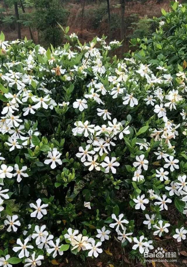 栀子花太难养？记住：少折腾，不黄叶，年年开花